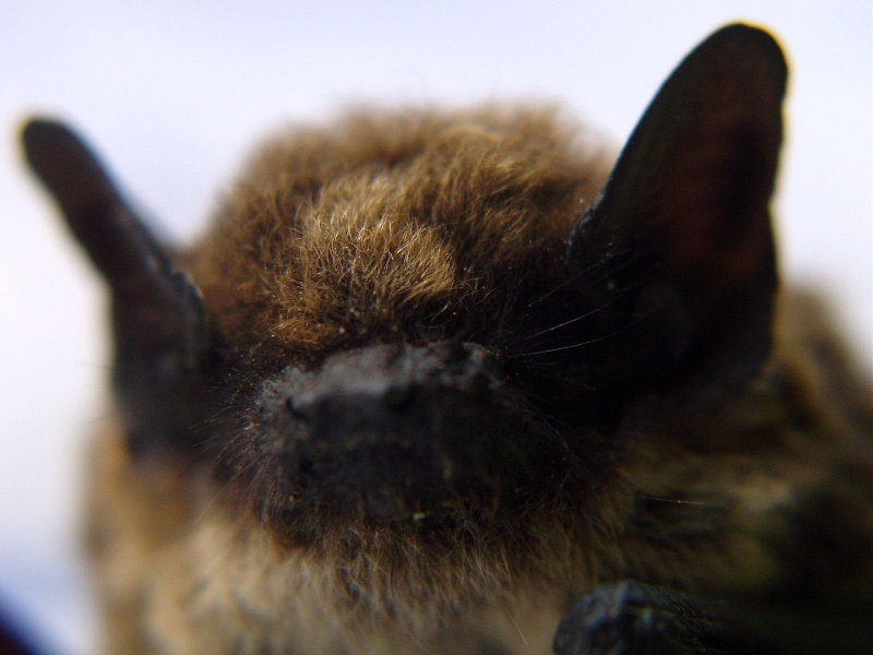 Pipistrello nano Pipistrellus pipistrellus